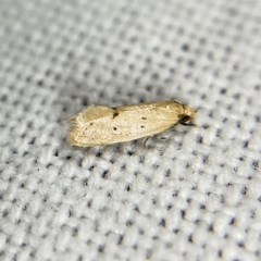 Mimobrachyoma meselectra