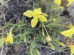 Oenothera hartwegii