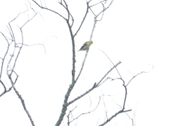 Spinus tristis tristis