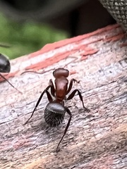 Camponotus planatus