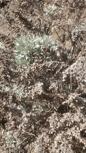 Image of Artemisia argentea by (c) Vítor Jorge, some rights reserved (CC BY)