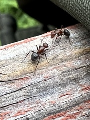 Camponotus planatus
