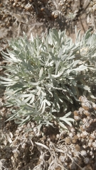 Artemisia argentea image