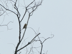 Spinus tristis tristis