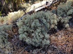 Cladonia portentosa