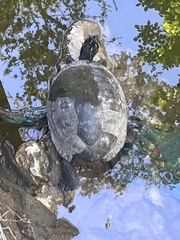 Pseudemys concinna concinna