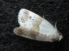 Maliattha signifera
