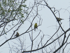 Spinus tristis tristis