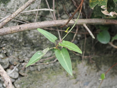 Reynoutria multiflora