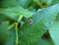 Stigmella rosaefoliella