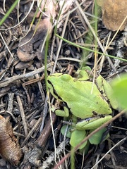 Hyla wrightorum