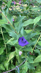 Platycodon grandiflorus