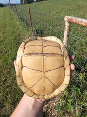 Terrapene carolina triunguis
