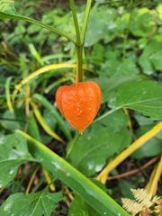 Alkekengi officinarum