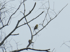 Spinus tristis tristis