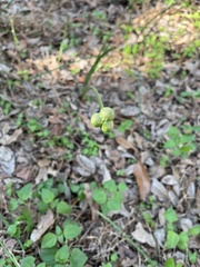 Zephyranthes drummondii