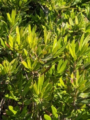 Morella californica