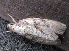 Cryphia bryophasma