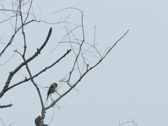 Spinus tristis tristis