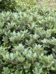 Laurus azorica