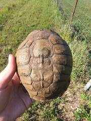 Terrapene carolina triunguis