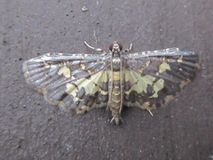 Eurrhyparodes bracteolalis