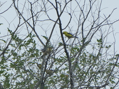 Spinus tristis tristis