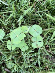 Marsilea macropoda