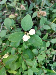 Symphoricarpos occidentalis