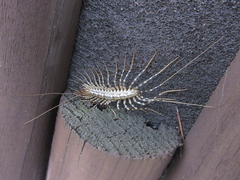 Scutigeromorpha