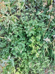 Symphoricarpos occidentalis