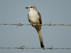 Tyrannus forficatus