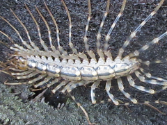 Scutigeromorpha