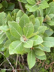 Laurus azorica