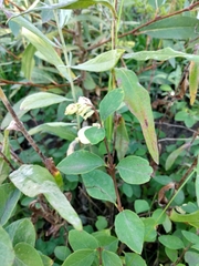 Symphoricarpos occidentalis