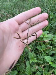 Cyperus rotundus