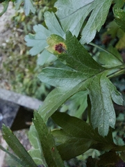 Gymnosporangium clavariiforme