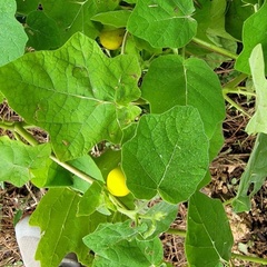 Solanum viarum