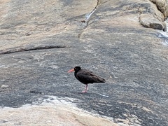 Haematopus fuliginosus