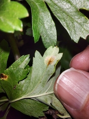 Gymnosporangium clavariiforme