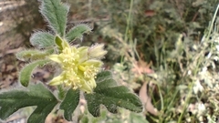 Xanthosia pilosa
