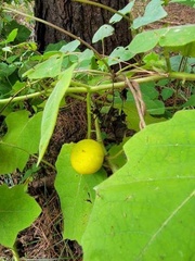 Solanum viarum
