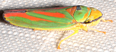 Graphocephala fennahi