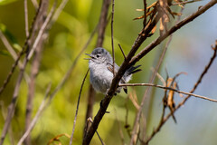 Polioptila californica