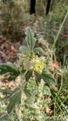 Xanthosia pilosa