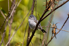 Polioptila californica