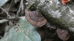 Amauroderma