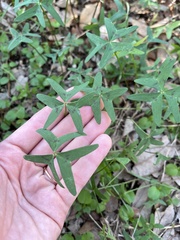 Oxalis drummondii