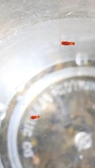 Copepoda