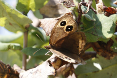 Cercyonis pegala boopis